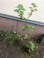 Schwarze Johannisbeere Pflanze Brandenburg - Kremmen Vorschau