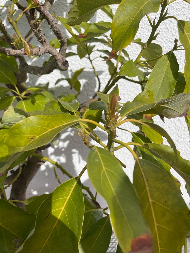 Avocado Baum Garten Pflanze ca. 210 cm mediterran inkl Topf in Ingolstadt
