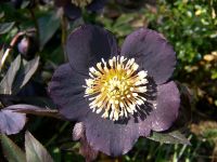 Christrose, Lenzrose, Helleborus Farbe Purple, Stauden Sachsen - Eibenstock Vorschau