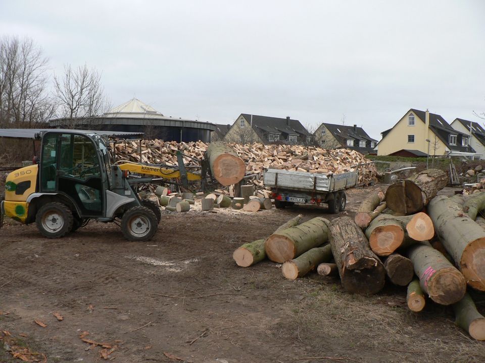 Kaminholz Buche  trocken in Rostock