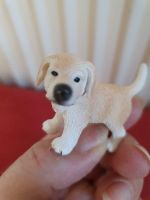 Labrador von Schleich Bayern - Pähl Vorschau