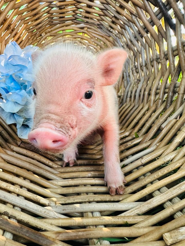 Minischweine / Minipig in Twistringen