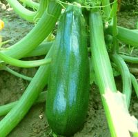 10stk samenfeste Zucchinisamen Zuboda Gerbstedt - Siersleben Vorschau