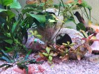 Endler Guppy Gruppe Männchen / Weibchen / Jungtiere, L144 Bayern - Augsburg Vorschau