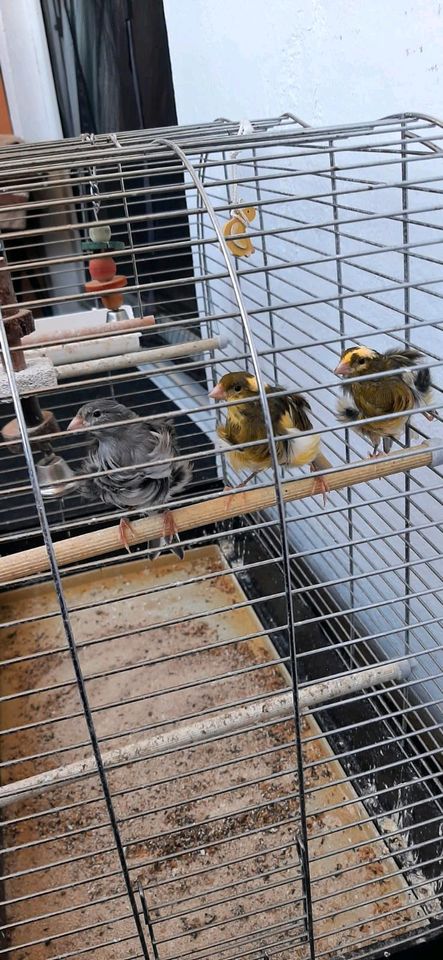 Kanarienvögel in Paderborn