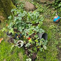 Erdbeer und schwarze Johannisbeerpflanzen Nordrhein-Westfalen - Castrop-Rauxel Vorschau
