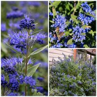 Caryopteris "Kew Blue" -Zierstrauch- Insektenmagnet!! Niedersachsen - Glandorf Vorschau