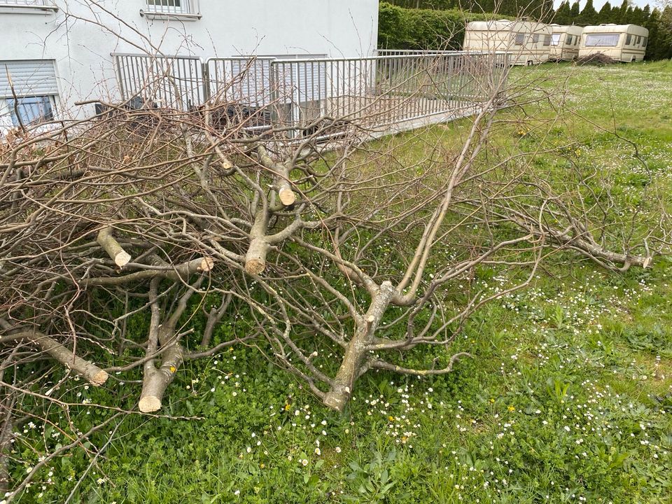 Hackguthaufen Astwerk,Gipfenware KOSTENLOS in Ingolstadt