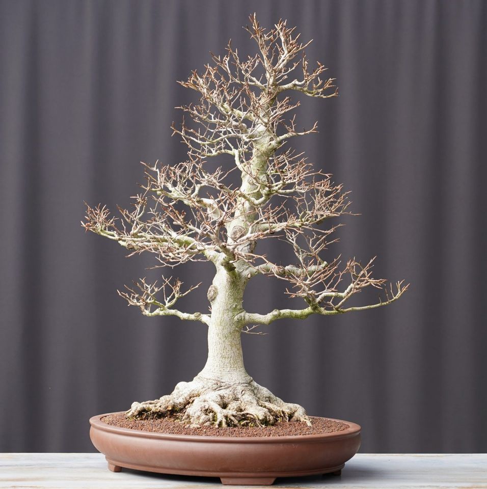 Bonsai Fagus Crenata Kerbbuche in Straubenhardt