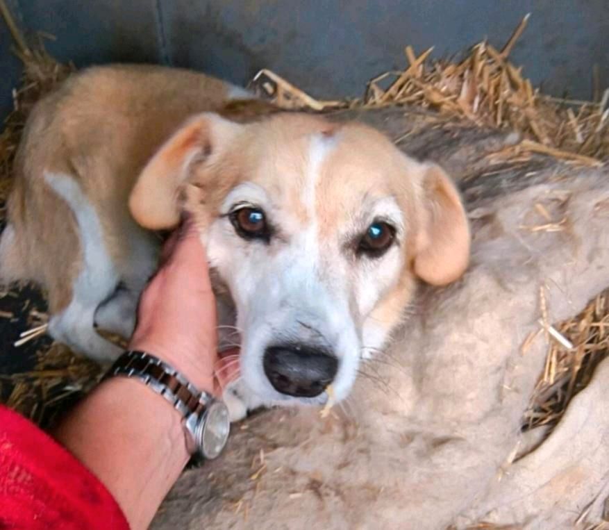 Bubi sucht seine Kuschelpartner in Egeln