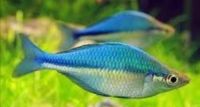 Melanotaenia lacustris  / Blauer Regenbogenfisch Hessen - Baunatal Vorschau