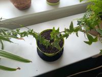 Kleine Efeu Rankelpflanzen Ableger Zimmerpflanzen Schwerin - Wüstmark Vorschau