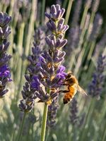 Standplatz für Bienen in Hilpoltstein, Thalmässing und Heideck Bayern - Hilpoltstein Vorschau