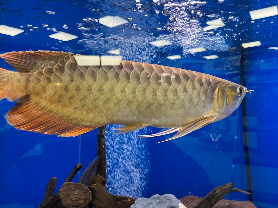 Arowana (Super Red). „ Angebot!!!!“ in Schwarzenbruck