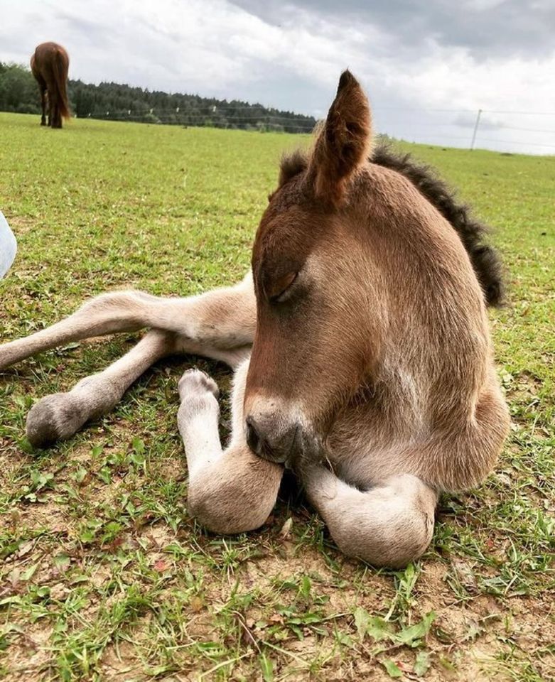 Islandpferd Isländer Hengst in Puchheim