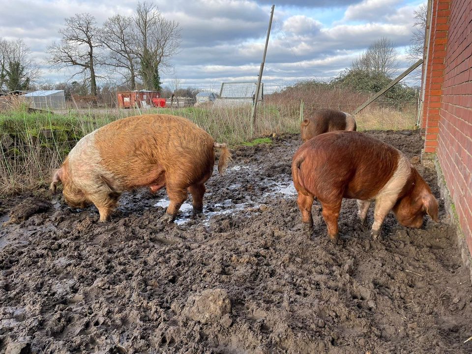 Schweinefleisch in Garbsen