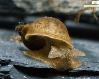 Schlammschnecke - Yoda Schnecke - Radix Balthica Köln - Mülheim Vorschau