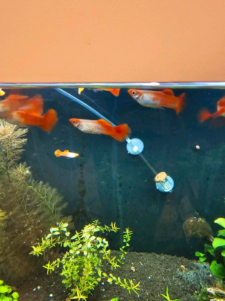 Red koi guppy in Duisburg