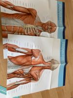 Poster Anatomie Muskeln Nordrhein-Westfalen - Essen-Margarethenhöhe Vorschau