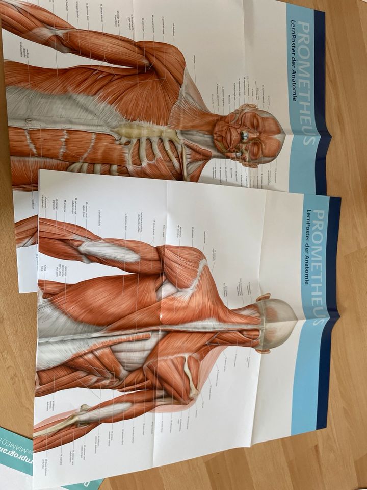 Poster Anatomie Muskeln in Essen-Margarethenhöhe