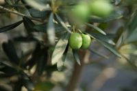 Baugrundstück im Herzen von FFO am Botanischen Garten Brandenburg - Frankfurt (Oder) Vorschau