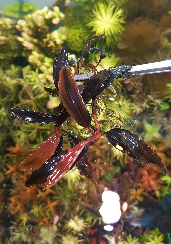 New ⭐❤ Red Chili 2x ❤⭐ Rare Bucephalandra Aquarium Garnelen in Freiburg im Breisgau