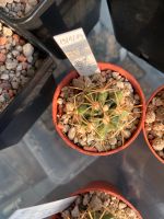 1 Ferocactus viridescens, junger Kaktus Nordrhein-Westfalen - Jülich Vorschau