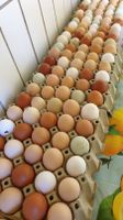 Wir verkaufen Speise Eier vom Gnadenhof Hühner Eier Hessen - Biebertal Vorschau