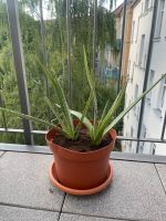 Aloe Vera Pflanze Ableger Leipzig - Sellerhausen-Stünz Vorschau