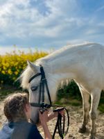 Reitbeteiligung für unser Pony in Wangels Kreis Ostholstein - Neustadt in Holstein Vorschau