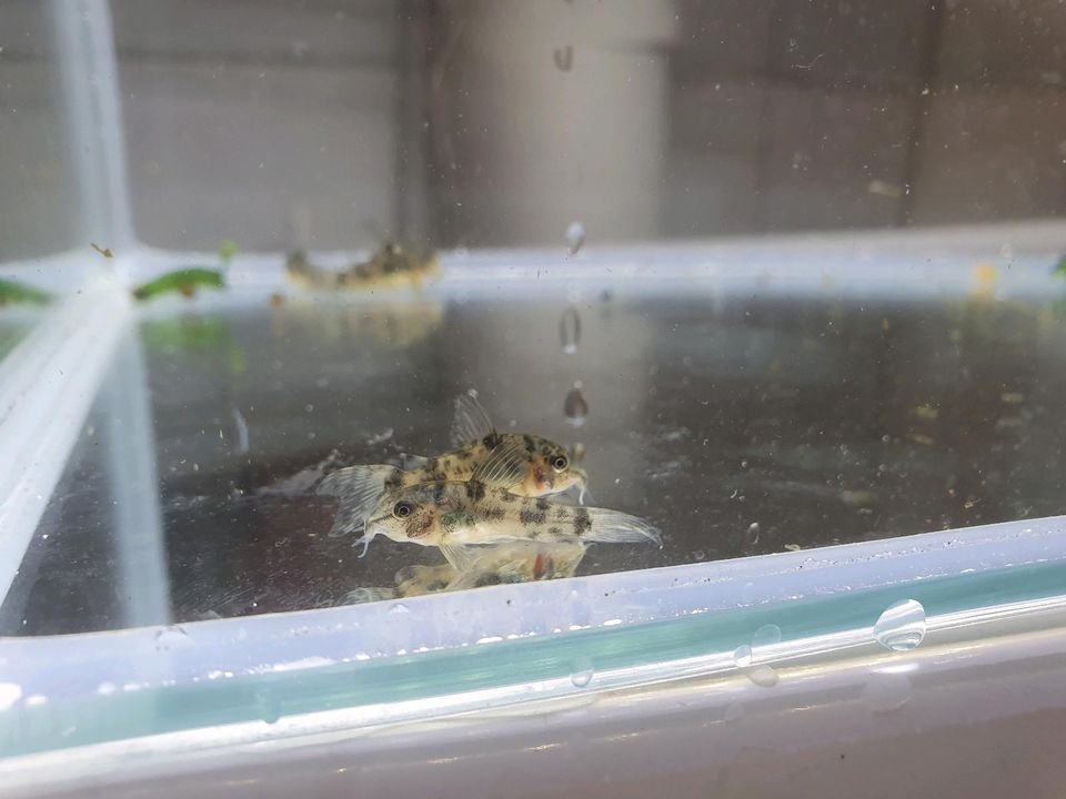 Corydoras paleatus Long Fin  / longpinnis in Krefeld