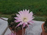 rosa blühender Kaktus, Echinopsis oxygona Ableger Bayern - Bodenwöhr Vorschau