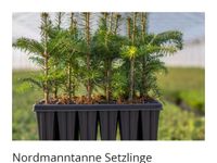 Nordmanntanne Tanne Abies 3jährige, Weihnachtsbaum, Garten Niedersachsen - Gieboldehausen Vorschau