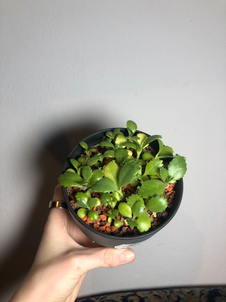 Kalanchoe laetivirens mit Übertopf in München