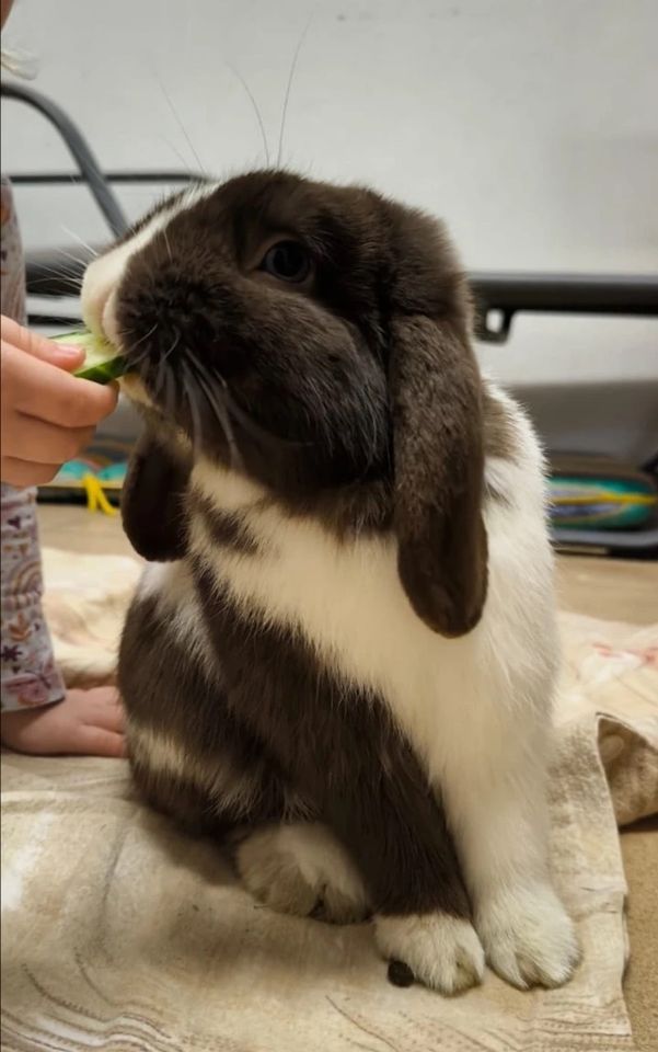 ❤️ Zwei süße Kaninchen suchen ein Zuhause ❤️ in Furth