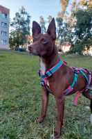 CHOCOLATE Podenco Rüde Tierschutz Hund Brandenburg - Falkensee Vorschau