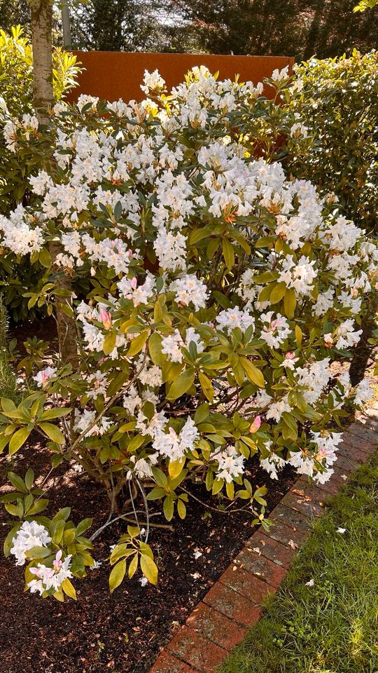 3 Rhododendren heute kostenlos abzugeben in Verl