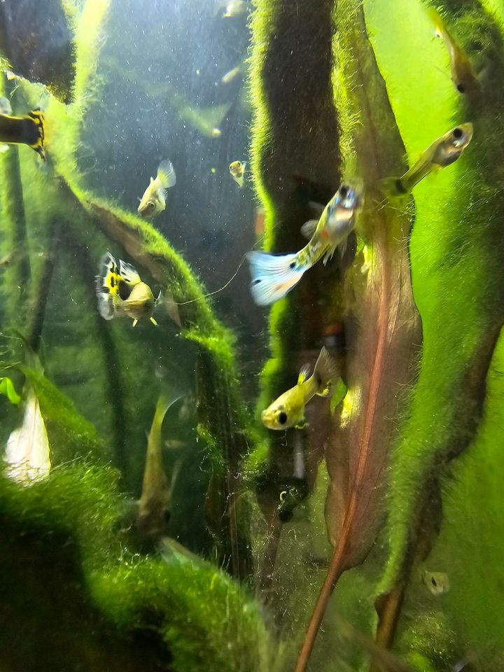 Guppies - verschiede Farben & Größen in Berlin