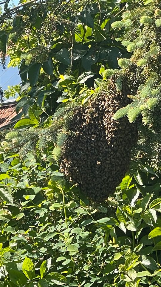 Bienenschwarm einfangen Imker Bienen Schwärme Ableger in Bockhorn