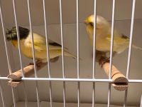 Gloster Kanarienvögel Kanarienvogel Paar Haube Nordrhein-Westfalen - Gütersloh Vorschau