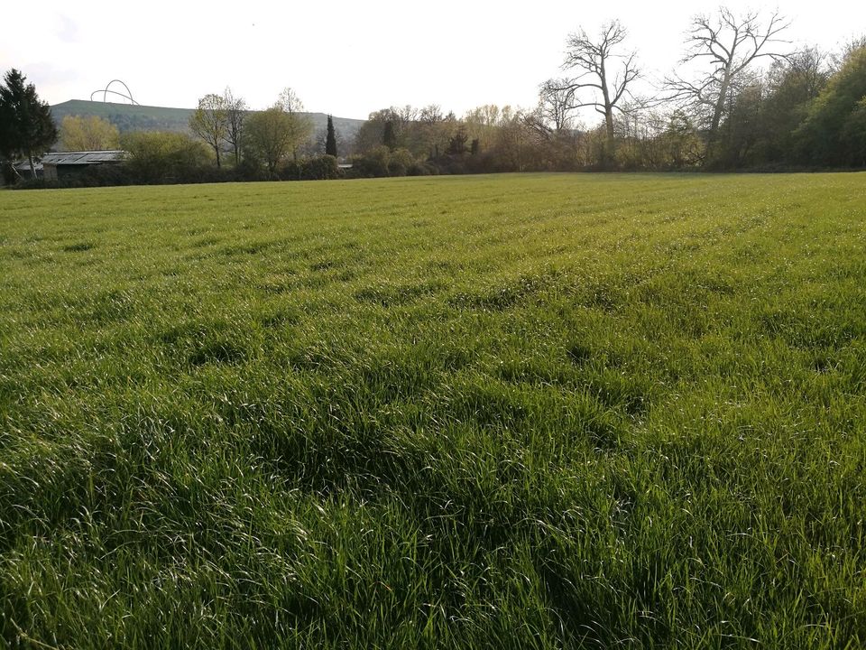 58+ Garten Gesucht Zur Pacht Im Raum Kwh Und Umgebng, Du träumst von