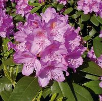 Großblumige Rhododendron Catawbiense Grandiflorum 30-40cm - Alpen Niedersachsen - Bad Zwischenahn Vorschau