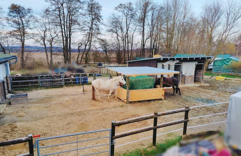 Jung- Pferdeausbildung - Pferdetraining - Problempferde in Sonsbeck