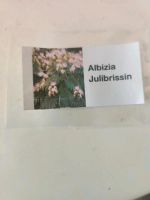 Mimosenpflanzen Sachsen-Anhalt - Haldensleben Vorschau