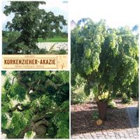 Korkenzieher-Akazie "Tortuosa"- Solitärstrauch- 300+cm hoch Niedersachsen - Glandorf Vorschau
