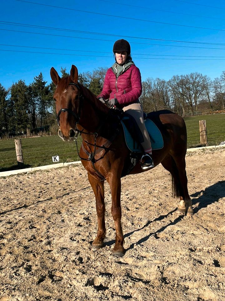 Süßer Accelino sucht eine nette Reitbeteiligung in Gnarrenburg