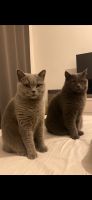 Zwei BKH Katzen im Doppelpack abzugeben Berlin - Spandau Vorschau
