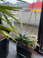 Aloe Vera Pflanze im Leonardo Glas Düsseldorf - Hafen Vorschau