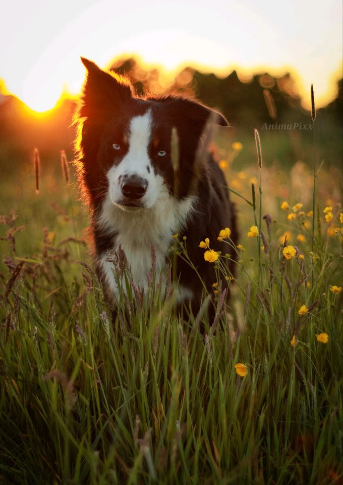 Hundebetreuung gesucht in Rotenburg (Wümme)