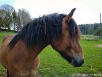 farid...Mutter friese x Vater araber Baden-Württemberg - Bitz Vorschau